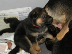 529572_512009735528714_538369793_n