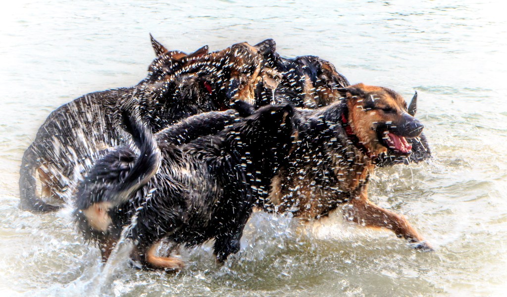 German Shepards