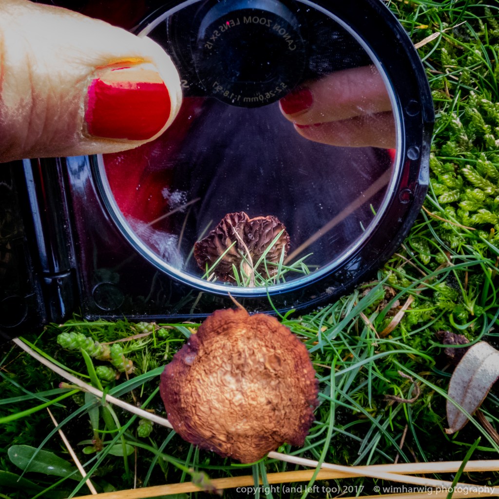 #rednailsandmushrooms