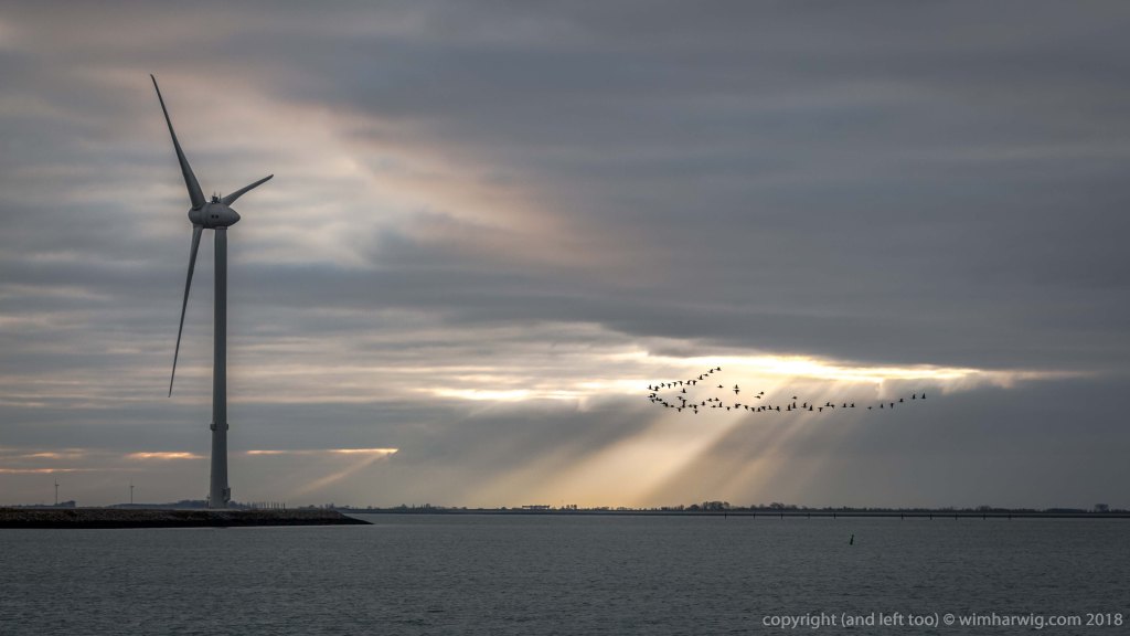 Geese fly over the Oosterschelde to the&nbsp;north