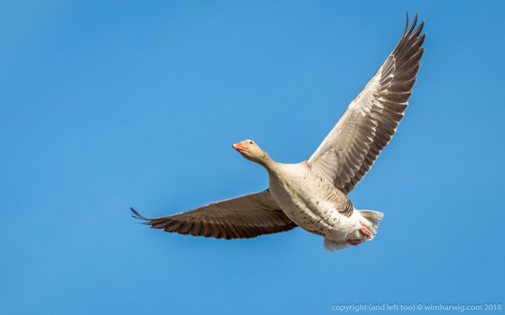 The men must prevent an egg from being fertilized by another man at the time of&nbsp;ovulation.