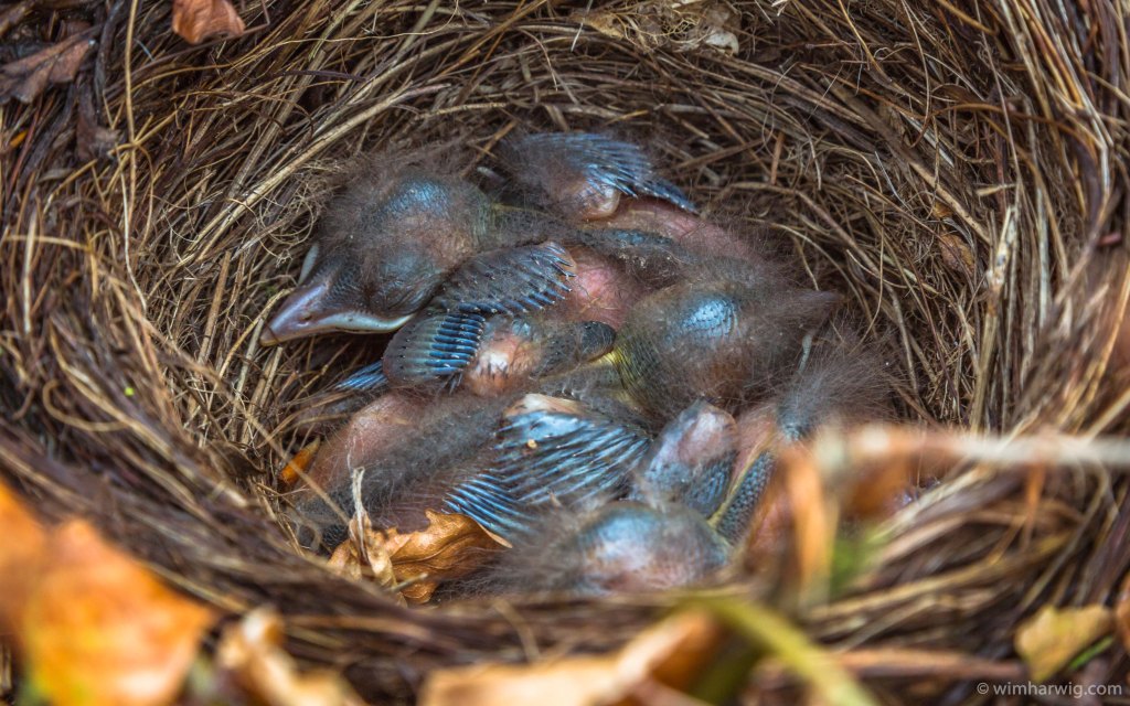 a nest with four young&nbsp;blackbirds