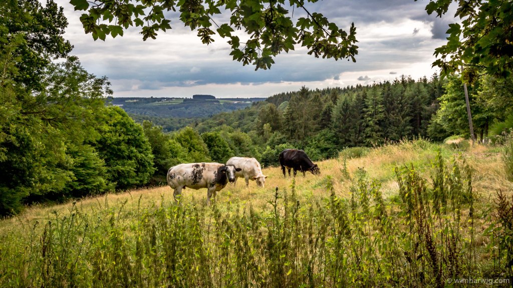 short walk in the Ardennes
