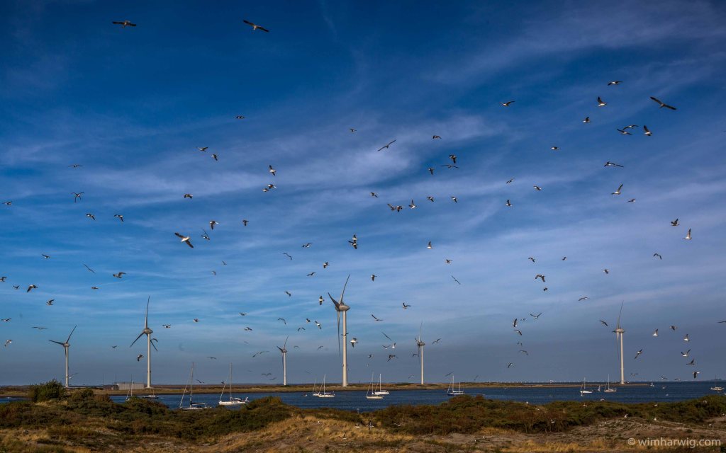 many tourists, few&nbsp;blackberries