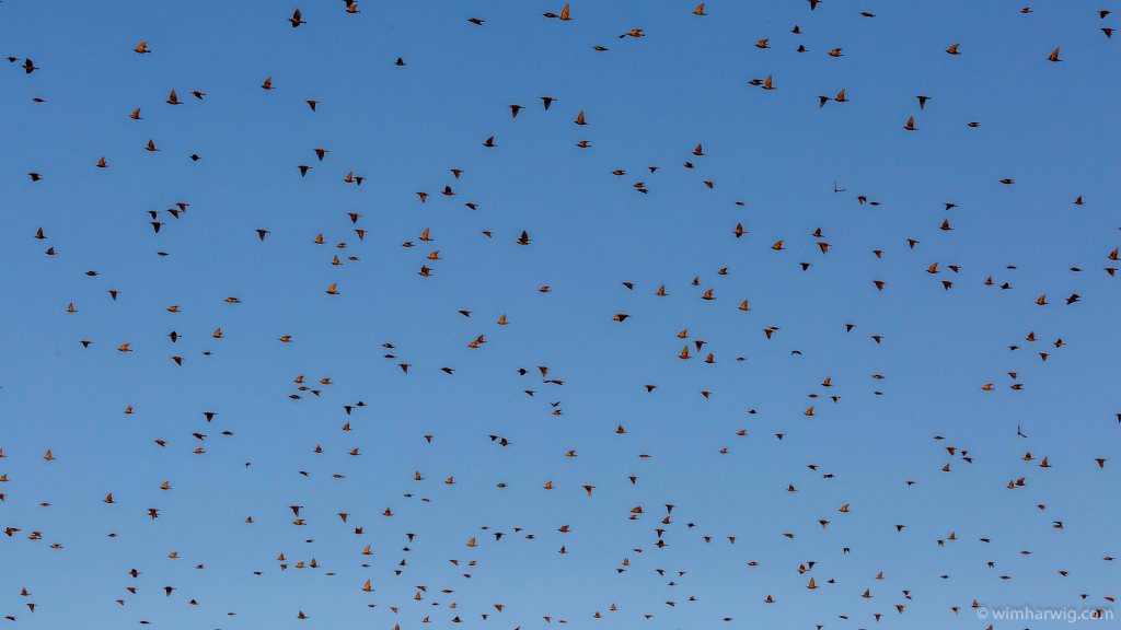 nature during golden&nbsp;hour
