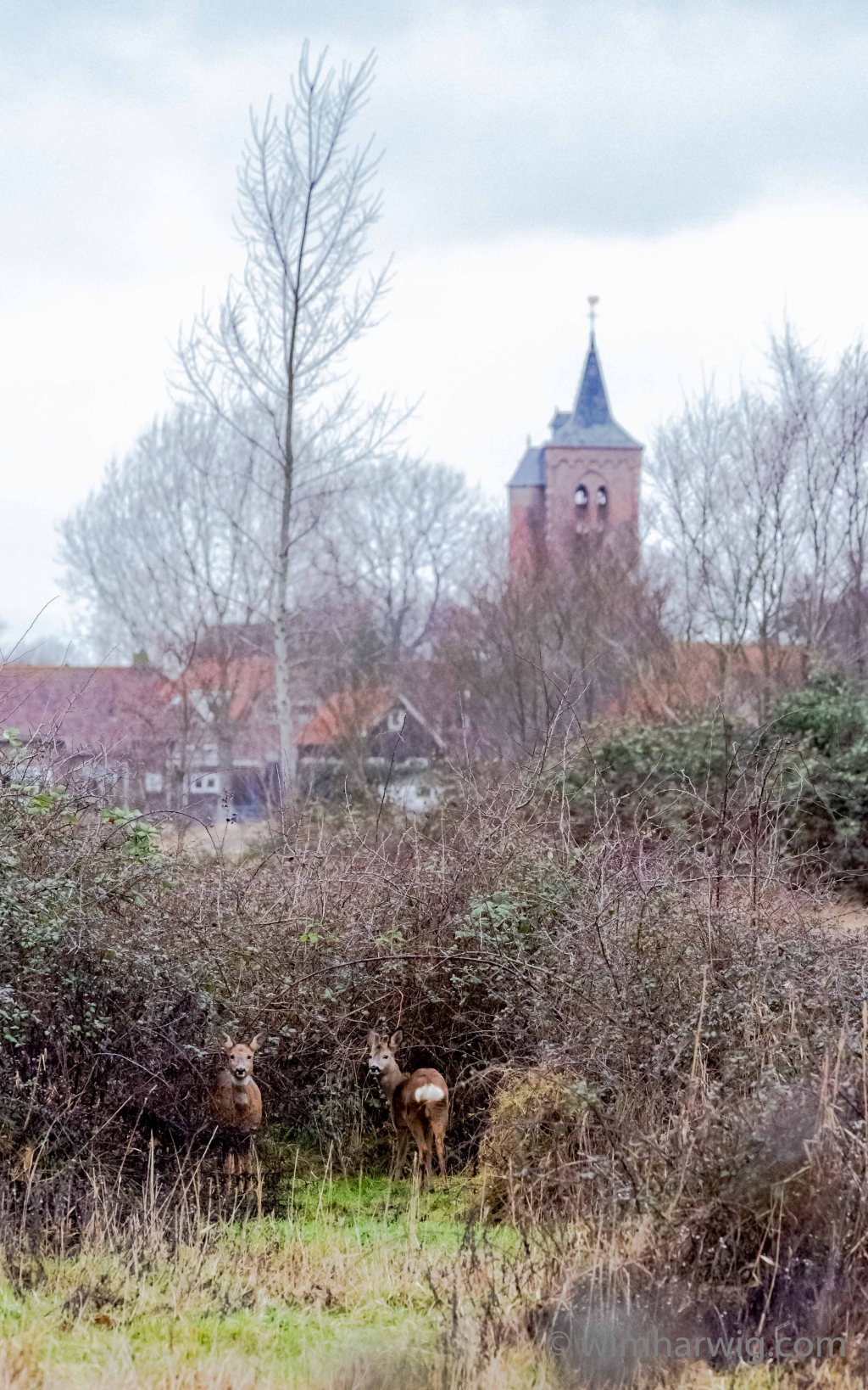 walking the dog in&nbsp;Rammekenshoek