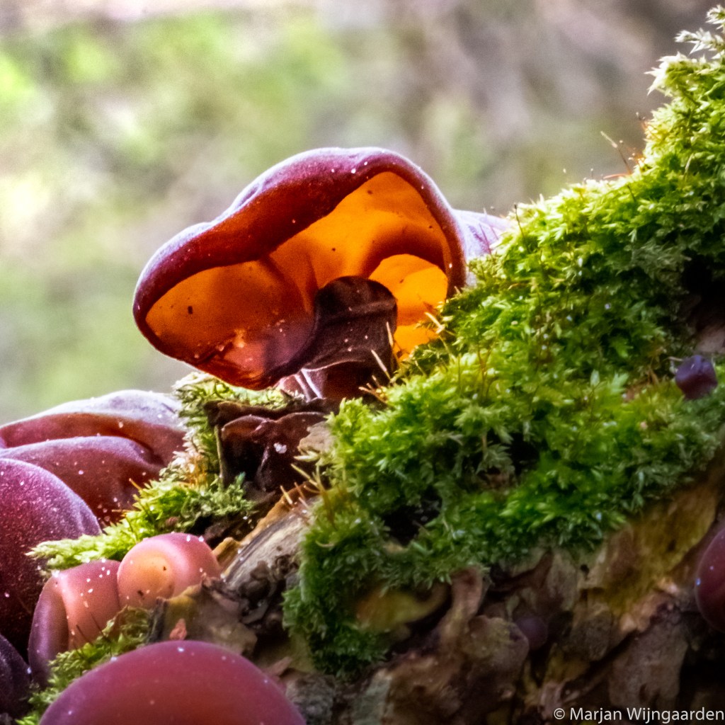 Marjan making photos !