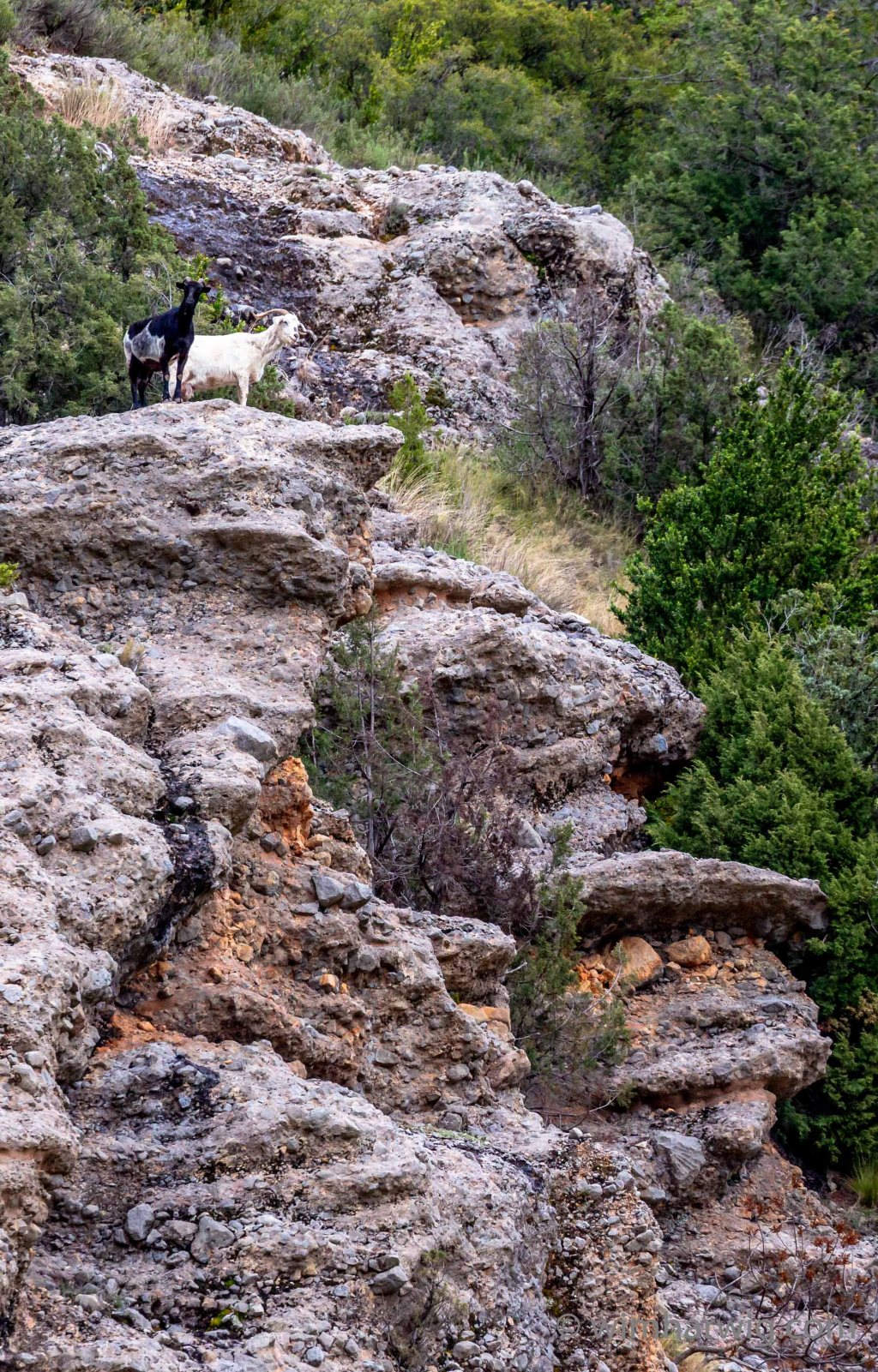 Font de la&nbsp;Figuereta