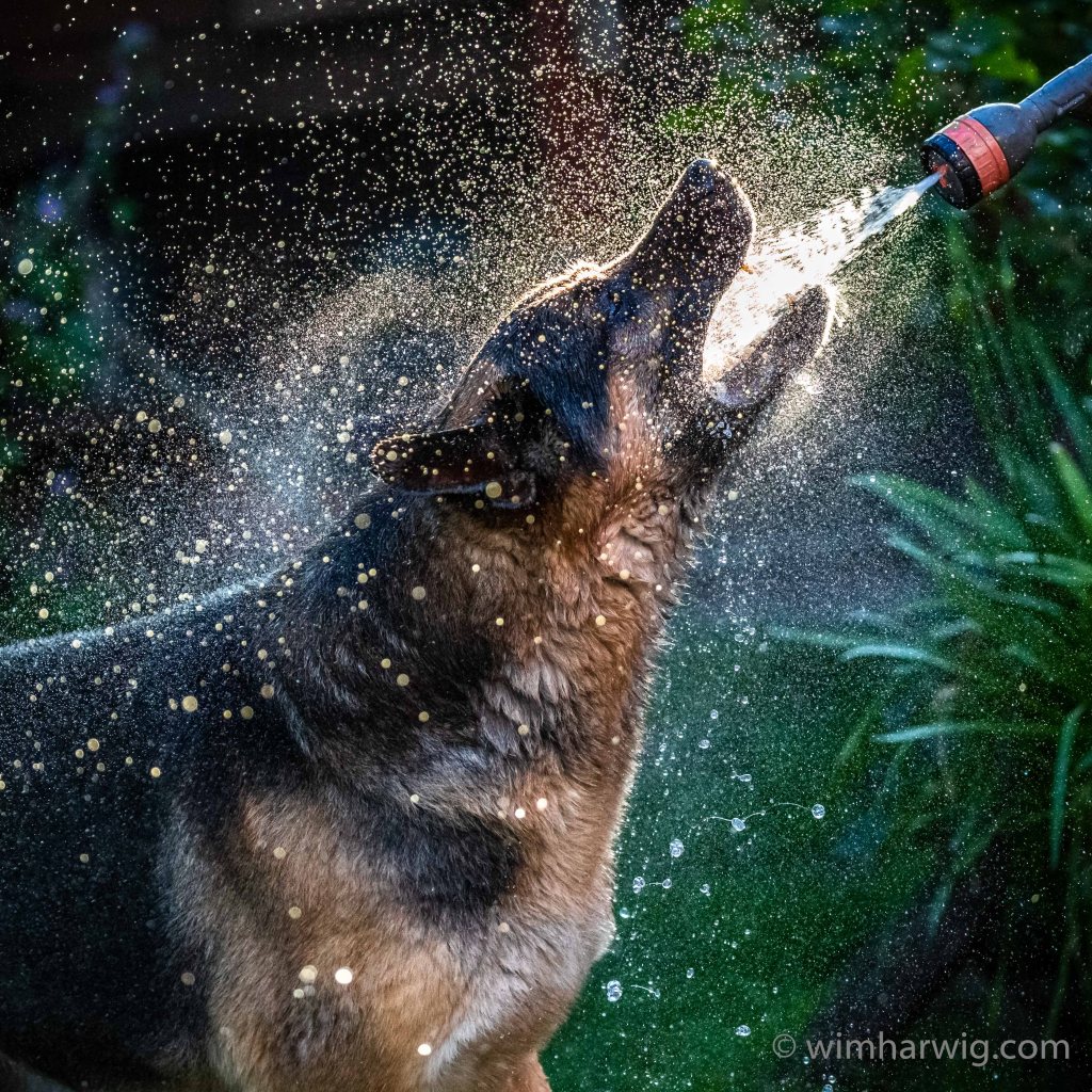 playing with the&nbsp;dog