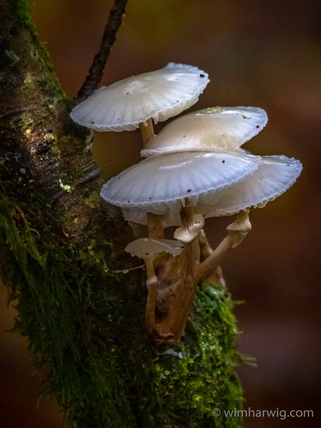 alternator broken in the Ardennes