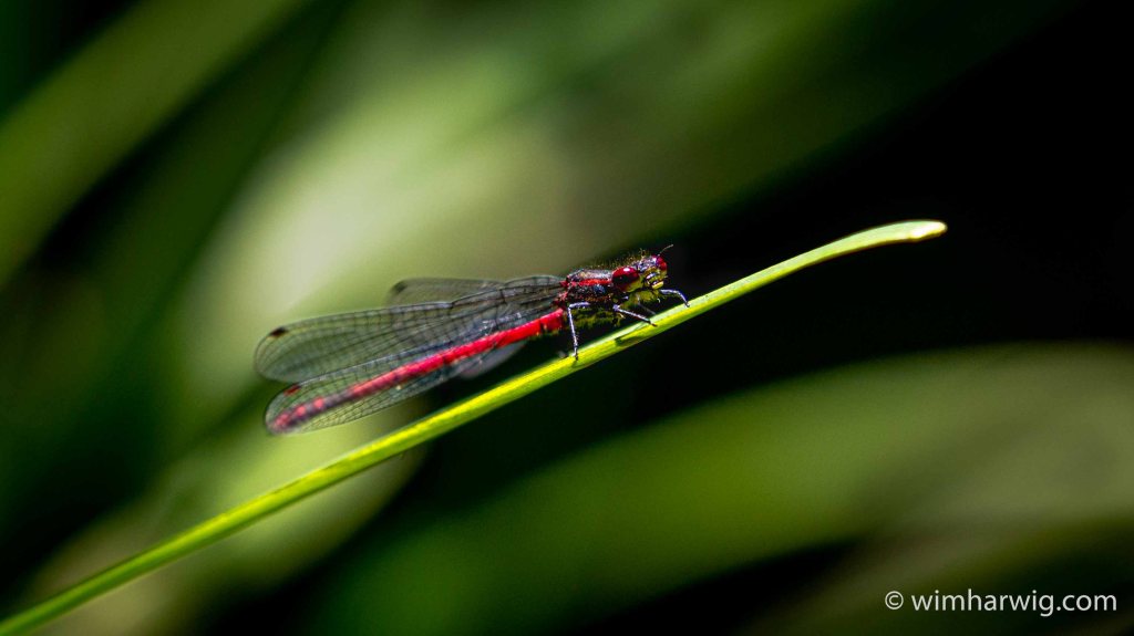 scenes in our&nbsp;garden