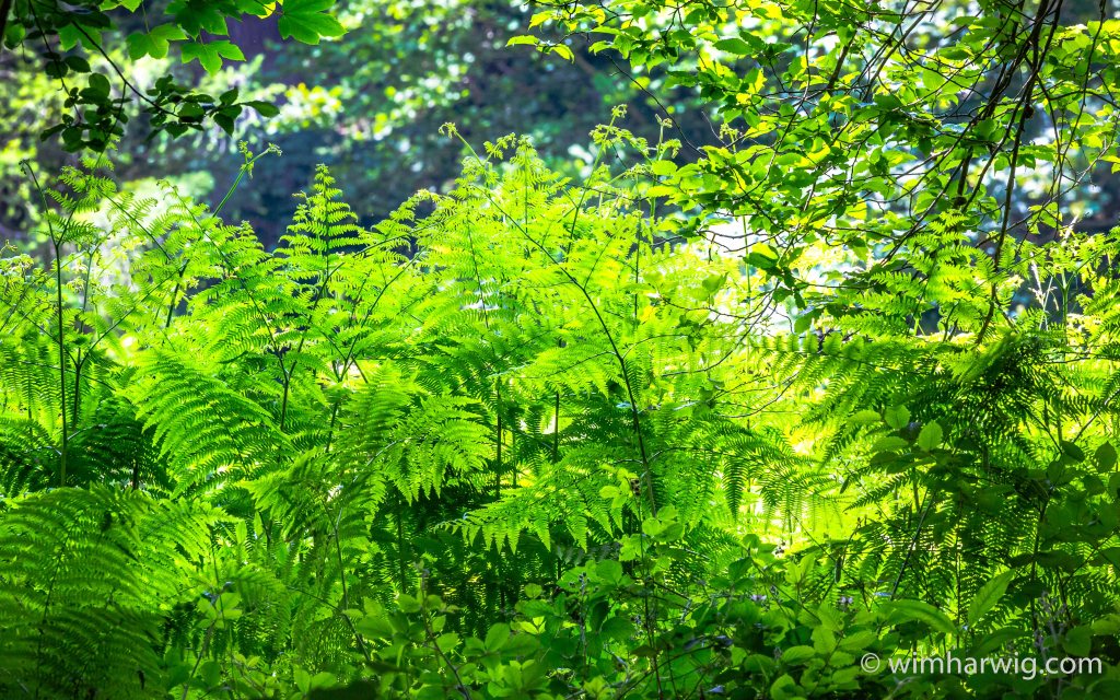 usually the beauty is in the detail