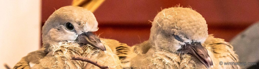 turtledoves in our garden